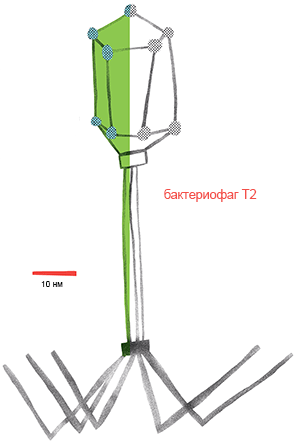 Бактериофаг Т2