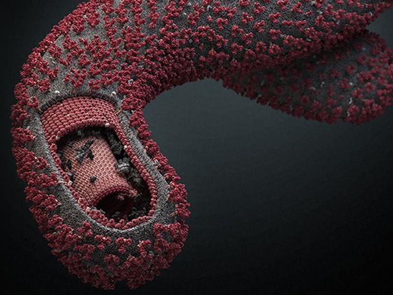 Структура вируса Эбола