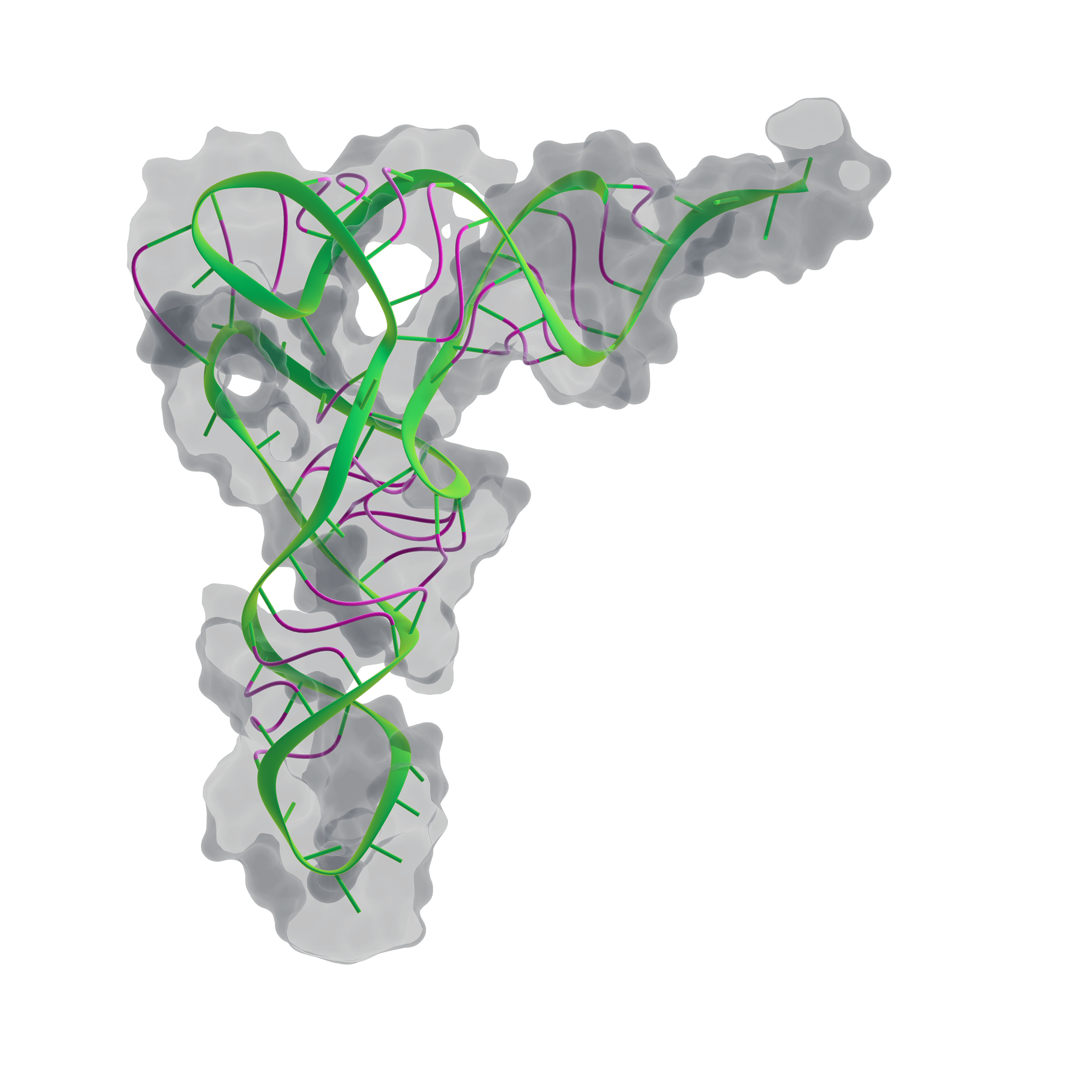 Пространственная структура транспортной РНК