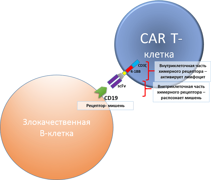 Устройство анти-CD19 CAR-T-клеток