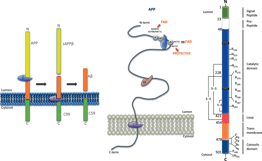 Схема процессинга предшественника β-амилоида