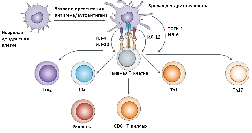 Активация иммунных клеток