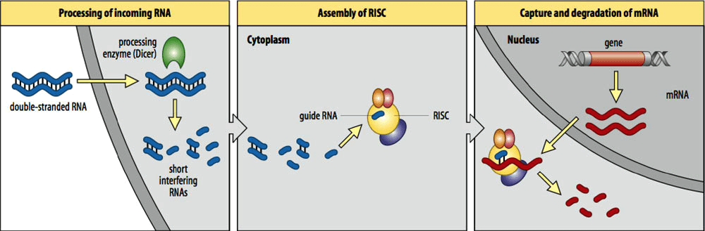 Схема РНК-интерференции