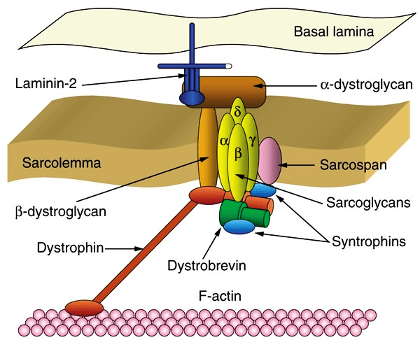 Дистрофин соединяет актиновые филаменты с белковым комплексом