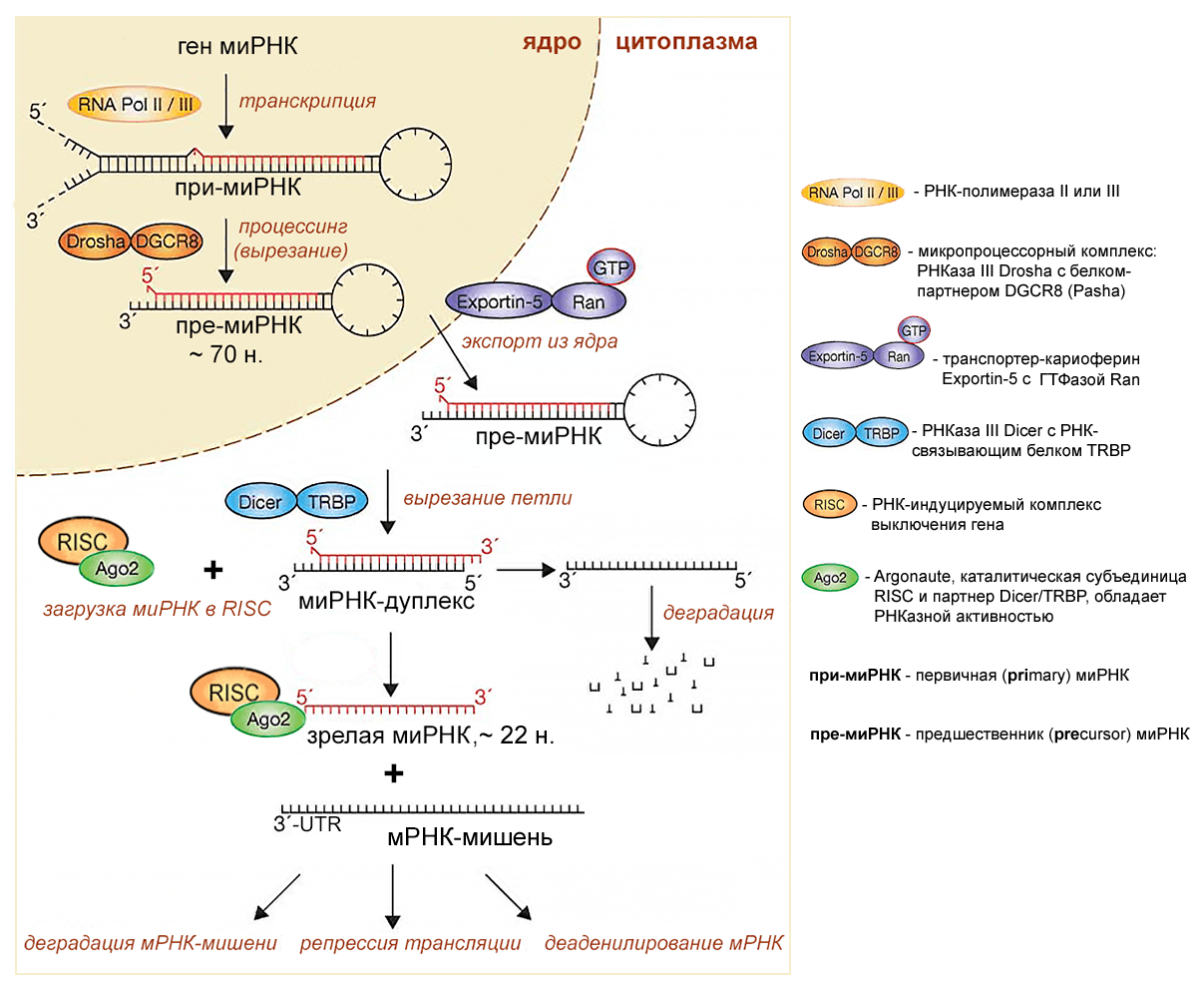 Биогенез и функции микроРНК