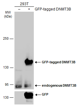 DNMT3B антитела