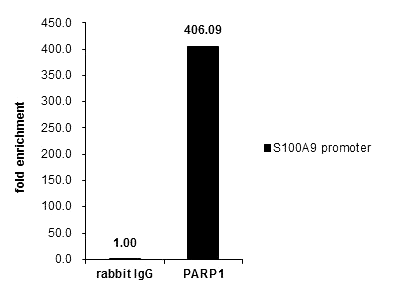 anti-PARP1 антитела