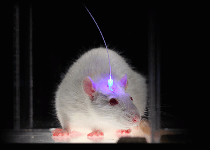 «Оптогенетическая» мышь