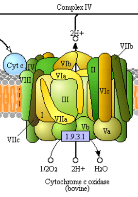 Комплекс цитохром c-оксидазы