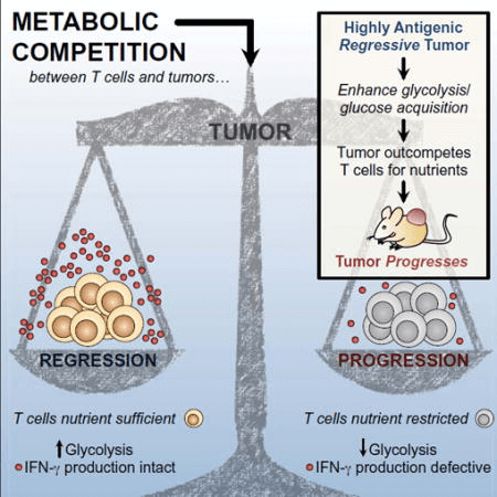 Схема метаболической конкуренции Т-лимфоцитов и опухолевых клеток за глюкозу
