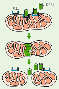 Схема фрагментации митохондрий