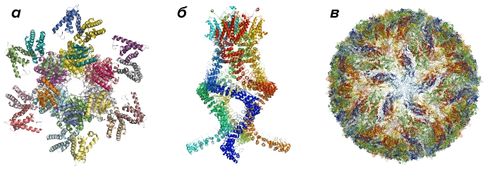Примеры некоторых белковых комплексов