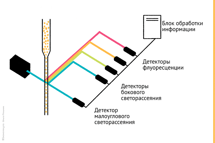 Внутреннее устройство проточного цитометра