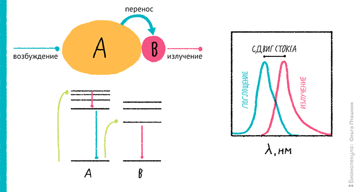 Тандемные красители