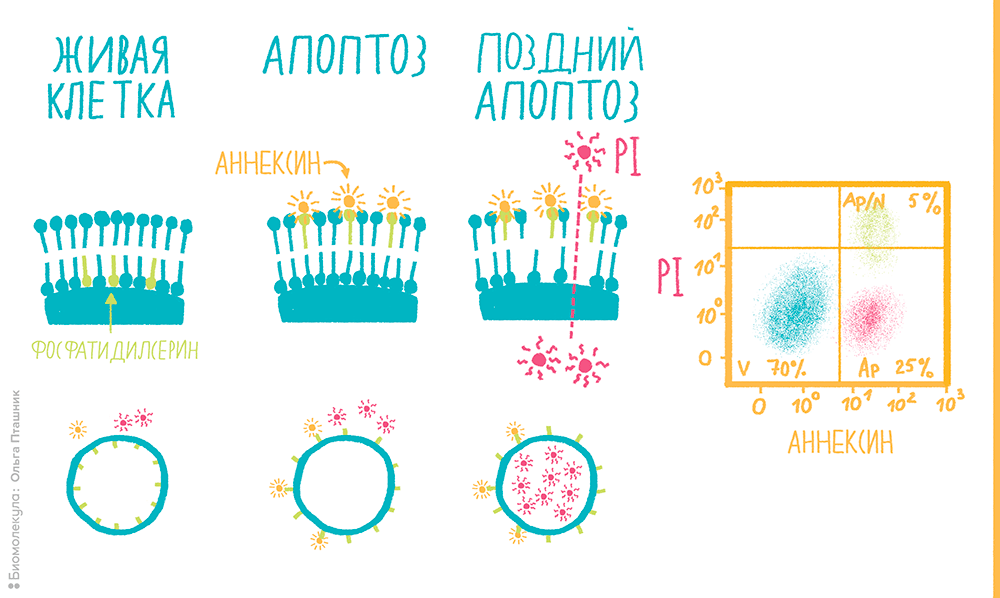 Детекция апоптоза