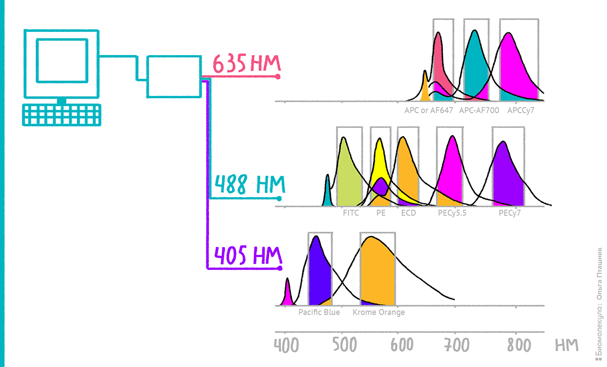 Схема «засветки» флуорохромов