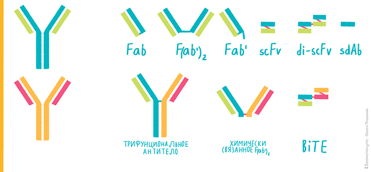 Конструкции на основе комбинаций фрагментов антител