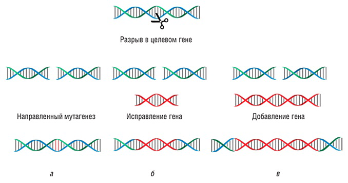Виды воздействий CRISPR/Cas9-конструкции