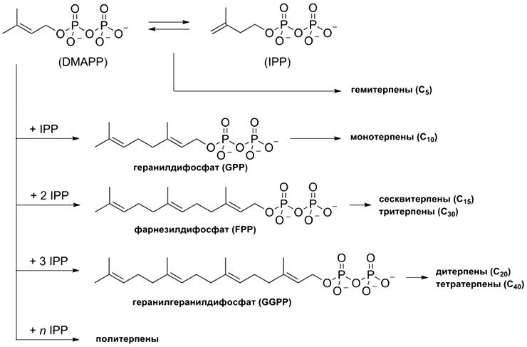 Схема биосинтеза терпенов