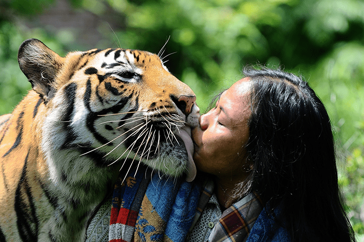 Тигр и человек