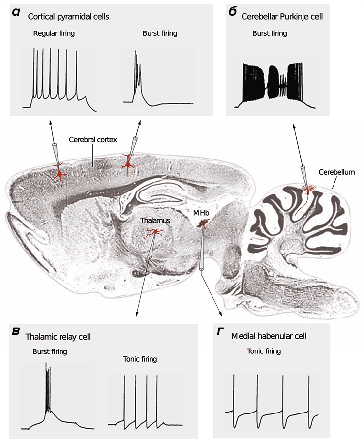 Разные типы нейронов генерируют различные сигналы