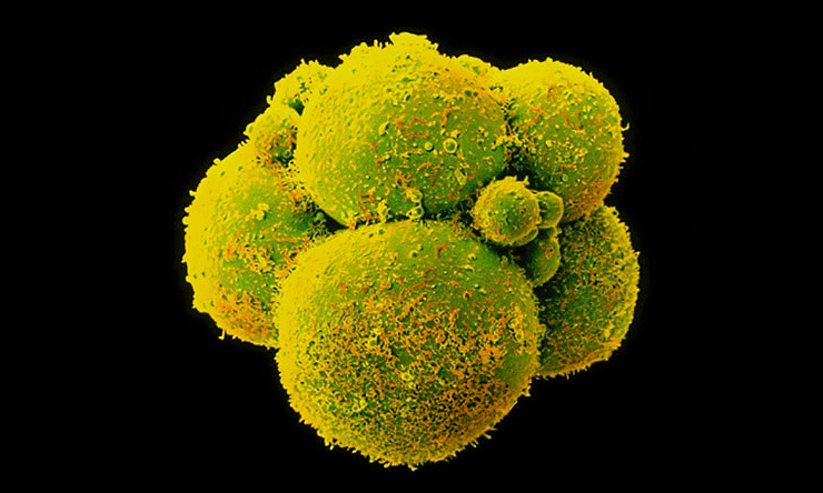 Человеческие эмбрионы с отредактированным геномом