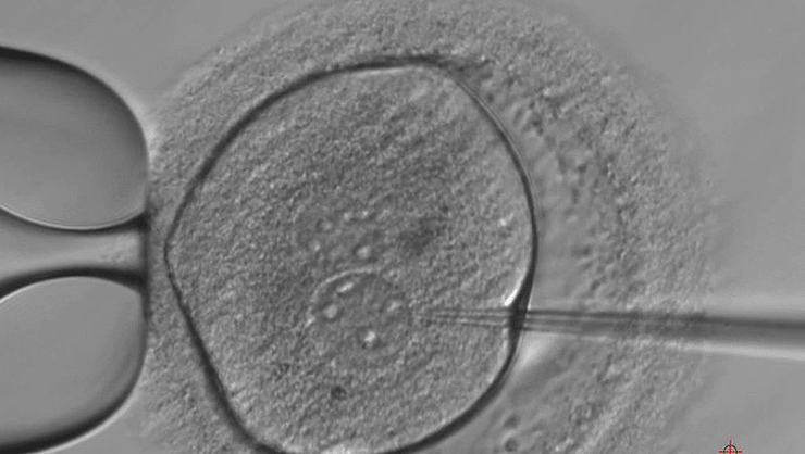 Человеческому эмбриону вводят отредактированную ДНК