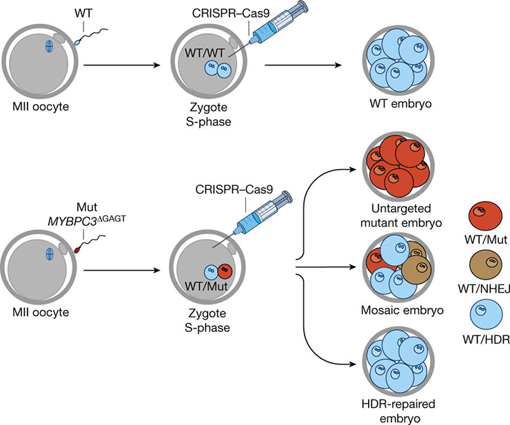CRISPR/Cas9 и ген MYBPC3