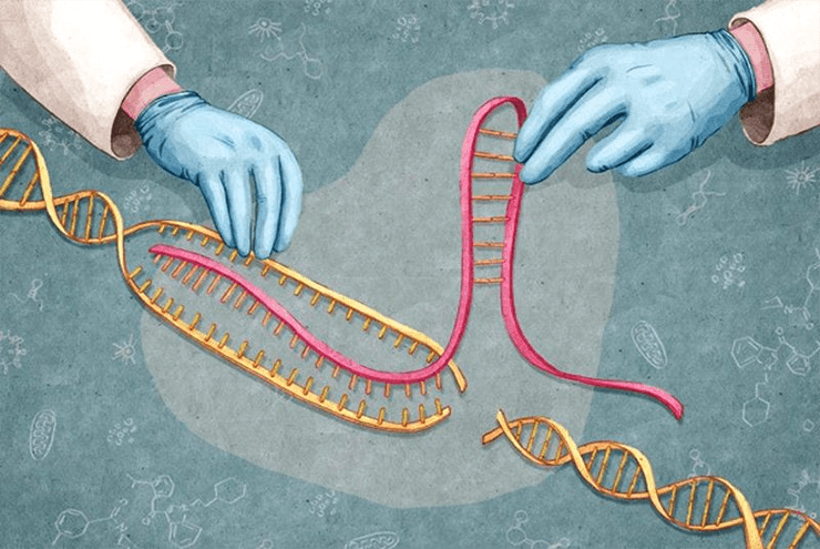 Руками врача буквально лечится геном