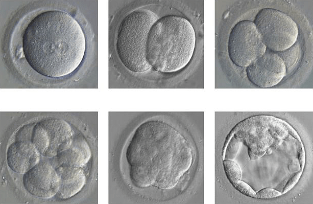 Развитие эмбриона