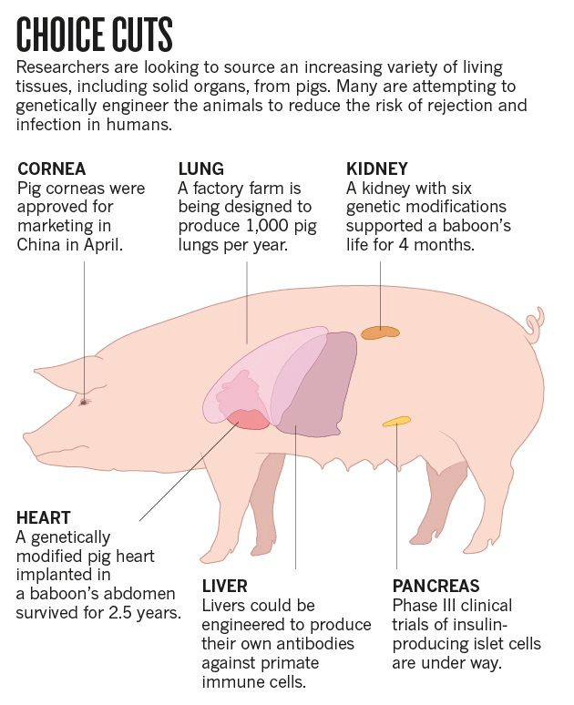 Схема возможного использования органов свиней