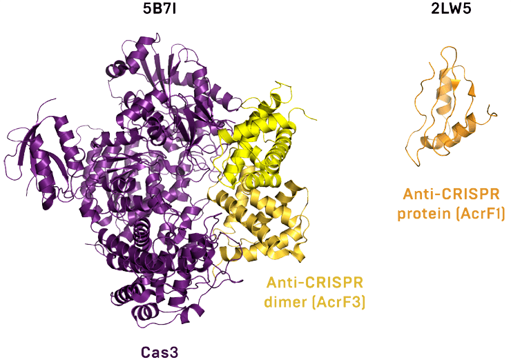 Белки анти-CRISPR