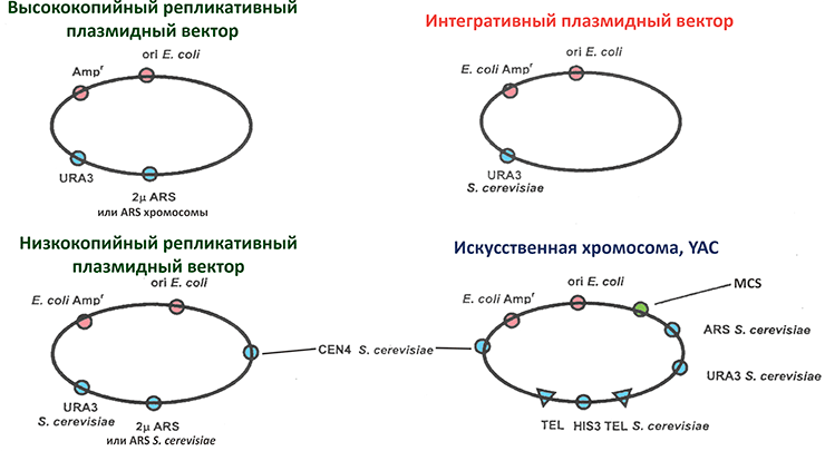 Сравнение основных типов векторов S. cerevisiae