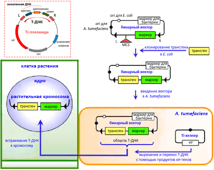 Бинарная векторная система агробактериальной трансформации растений