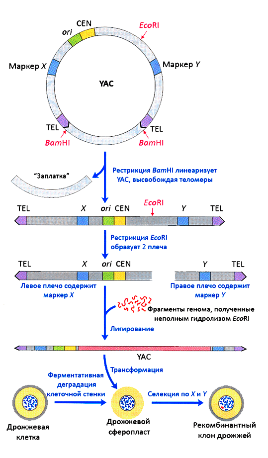 Типовое клонирование фрагментов генома в YAC