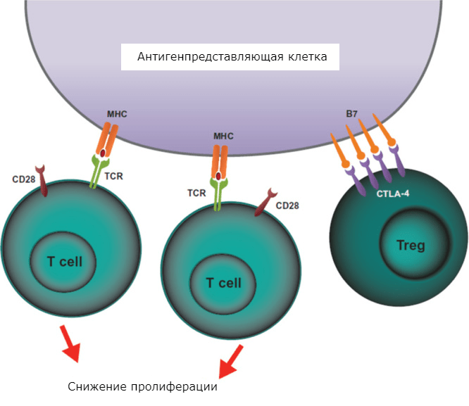 CTLA-4-опосредованное ингибирование T-клеток с участием Tregs
