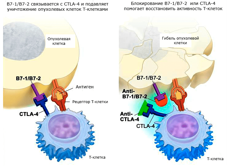 Ингибиторы CTLA-4 и B7-1/B7-2