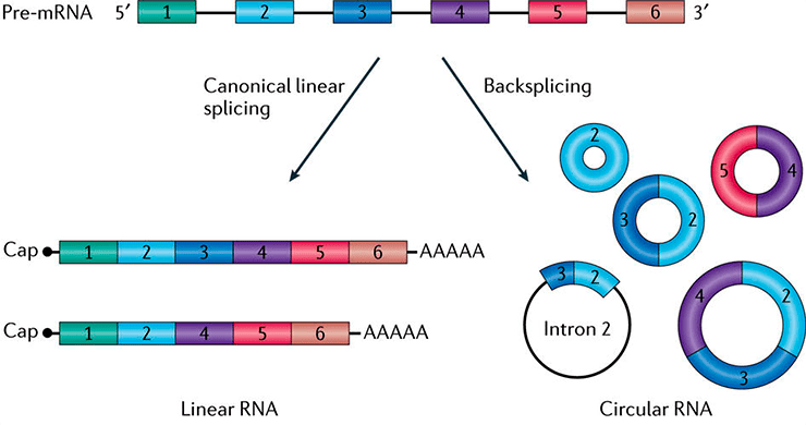 Разнообразие кольцевых РНК