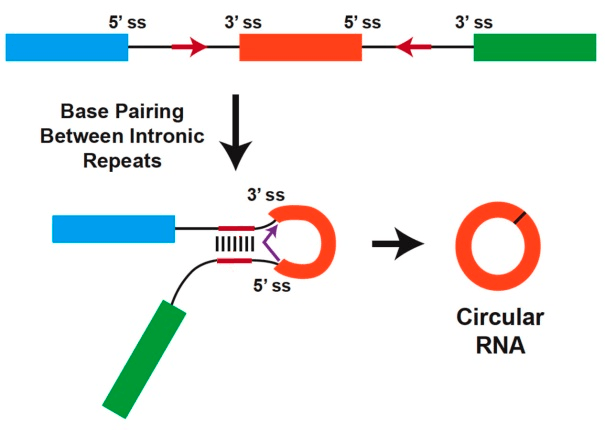 Участие инвертированных повторов в образовании кольцевых РНК