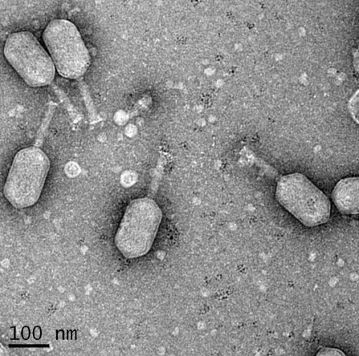 Бактериофаги на поверхности бактерии