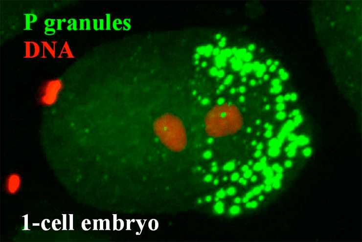 Р-гранулы в клетках нематоды