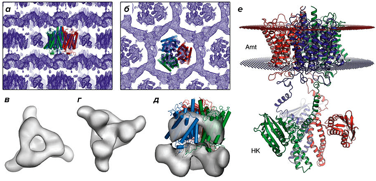 Структура белка Ks-Amt5