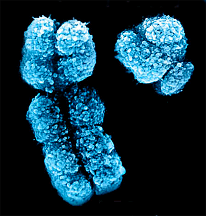 X и Y хромосомы человека