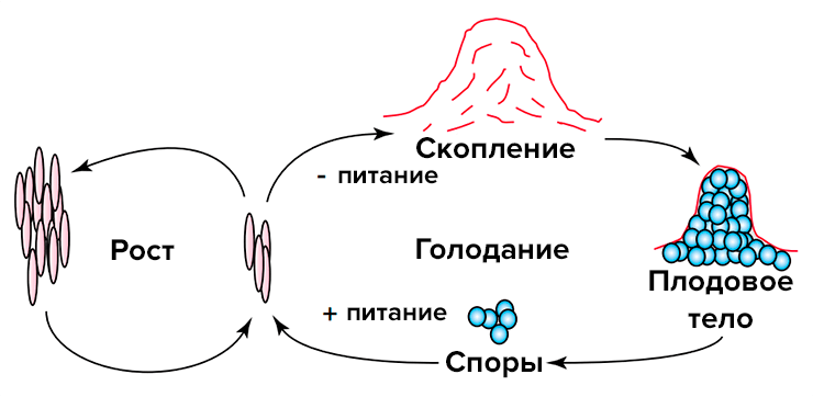 Жизненный цикл Myxococcus xanthus