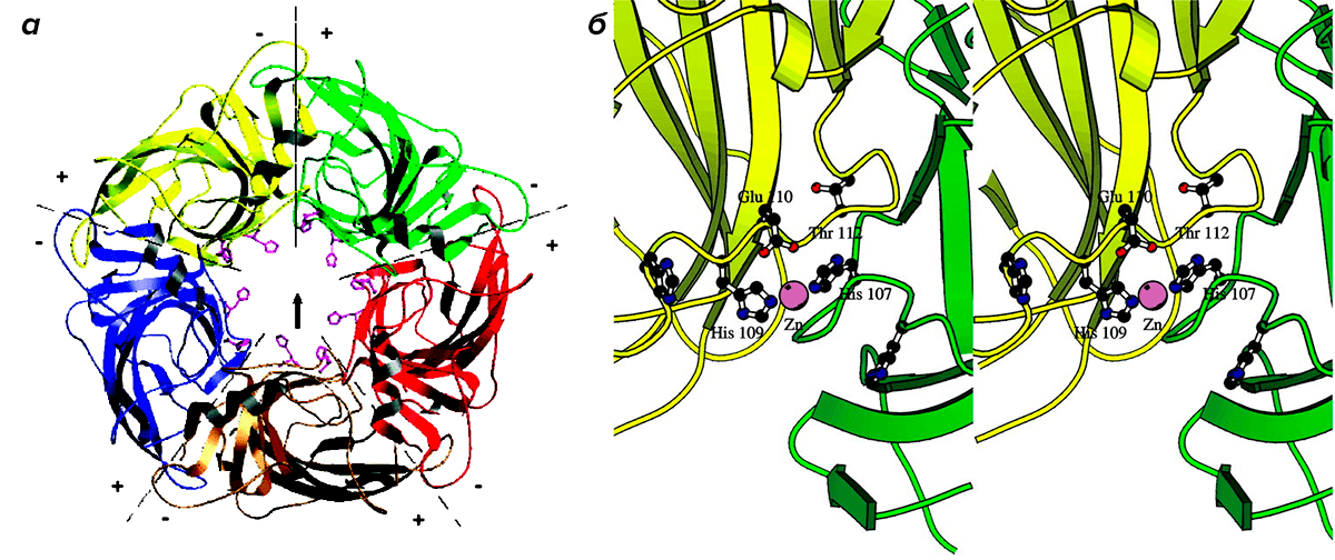 Структура глицинового рецептора