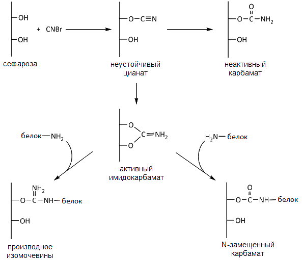 Реакции связывания белка с агарозой при помощи бромциана