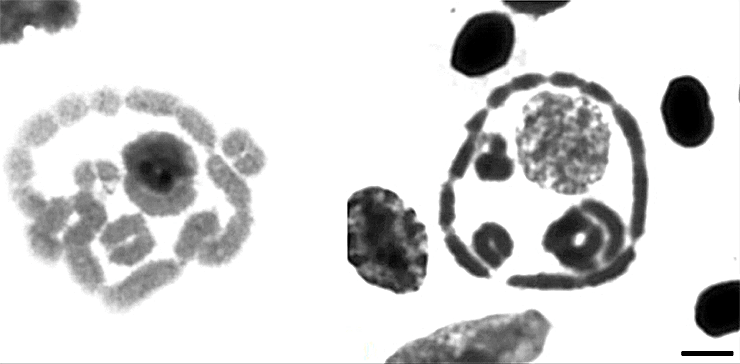 Кольцевые структуры в сперматоцитах пятипалого свистуна