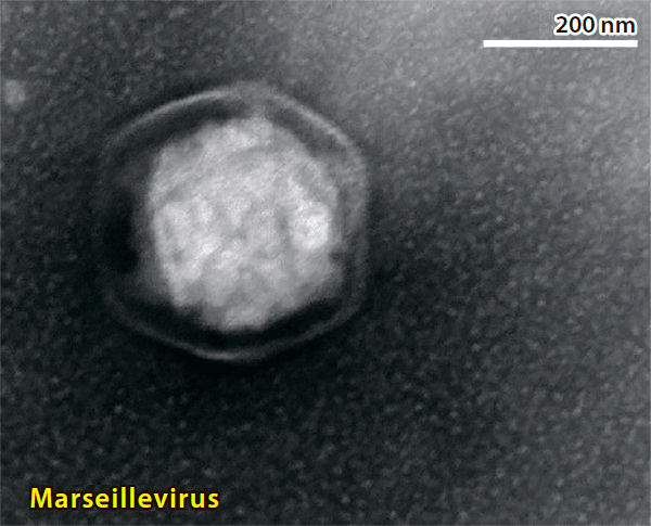 Вирион марселевируса