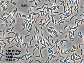 Bacillus pumilus