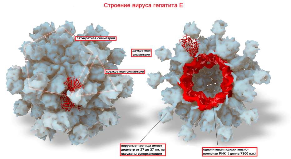 Компьютерная модель вируса гепатита Е